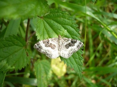 Gewone bandspanner, Epirrhoe alternata.JPG